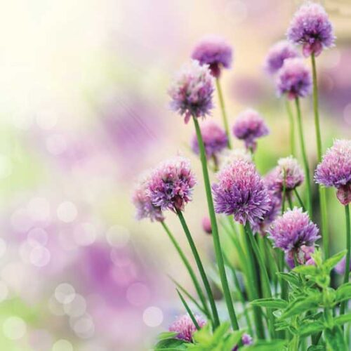 All About Chives: Growing, Harvesting and Using These Simple Herbs